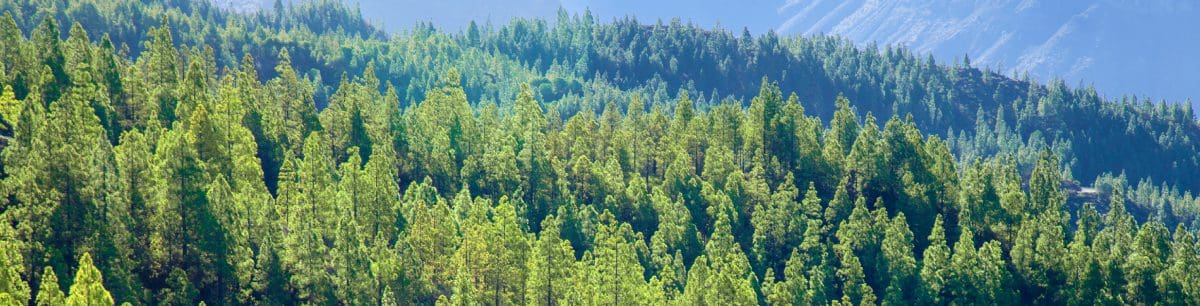 an image of a green forest