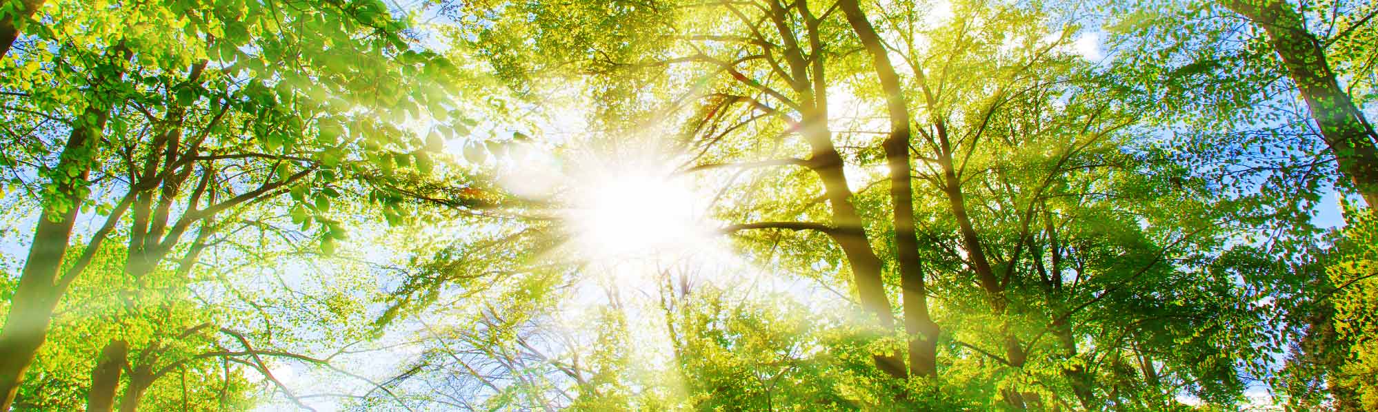 Picture of trees in a forest with the sun shining through