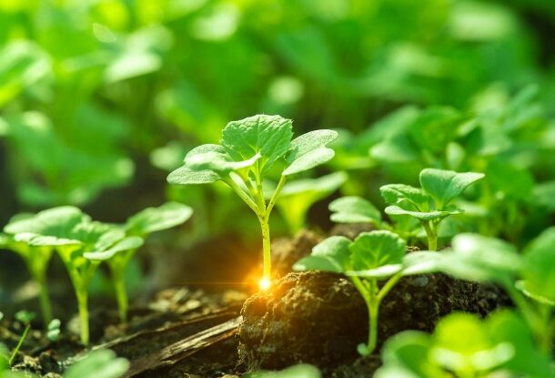Close-up of small green plants growing from soil with sunlight shining through leaves.
